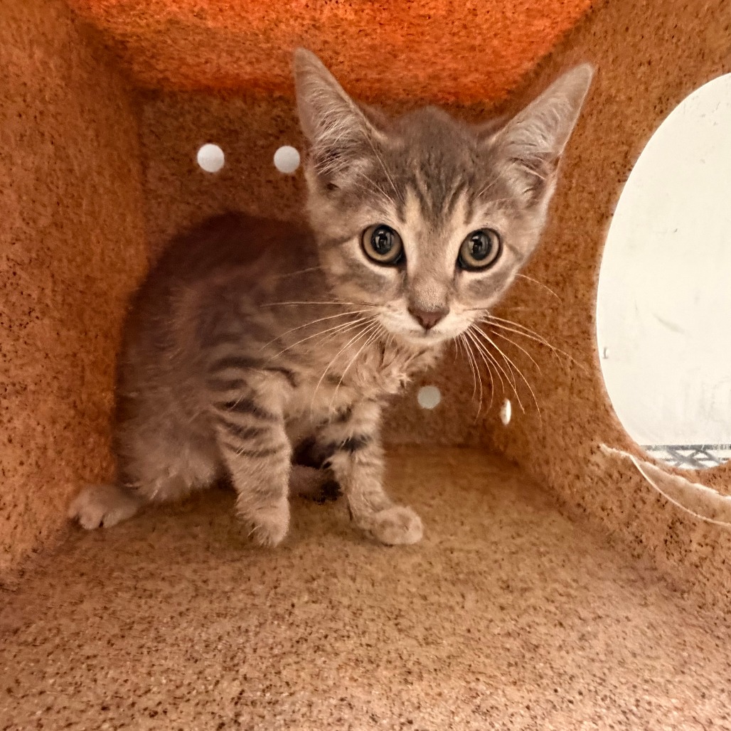 Shelter Stray Female Cat last seen , Animal Care & Control Team of Philly, 111 W Hunting Park Ave, Philadelphia, PA 19140, USA