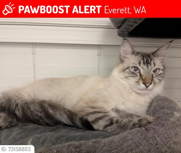 Lost Male Cat last seen Pecks and Cady rd, Everett, WA 98203