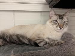 Lost Male Cat last seen Pecks and Cady rd, Everett, WA 98203