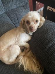 Lost Male Dog last seen Towers and Donora, Torrance, CA 90503