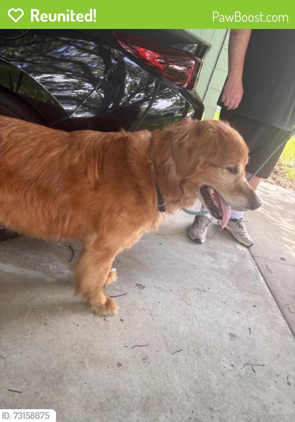 Reunited Male Dog last seen Pershing & Ferncreek, Orlando, FL 32806