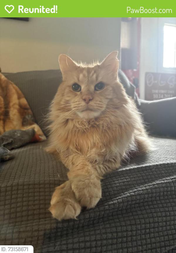 Reunited Male Cat last seen Thompson Rd and Gladstone Ave, London, ON 