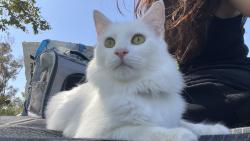 Lost Male Cat last seen University Drive and Culver Drive, Irvine, CA 92612