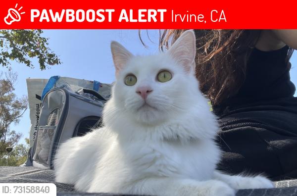 Lost Male Cat last seen University Drive and Culver Drive, Irvine, CA 92612