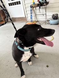 Found/Stray Female Dog last seen Lawrence, Orange County, NC 27278