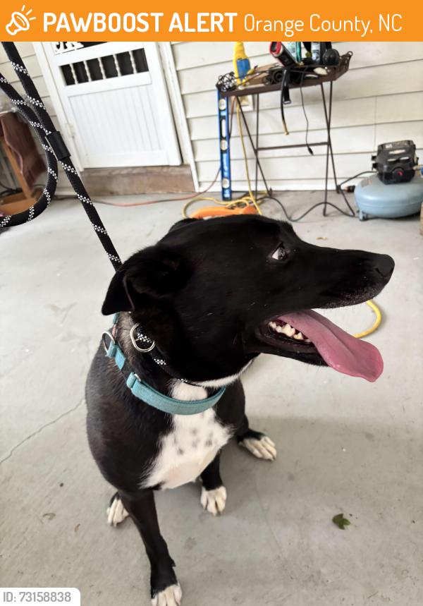 Found/Stray Female Dog last seen Lawrence, Orange County, NC 27278