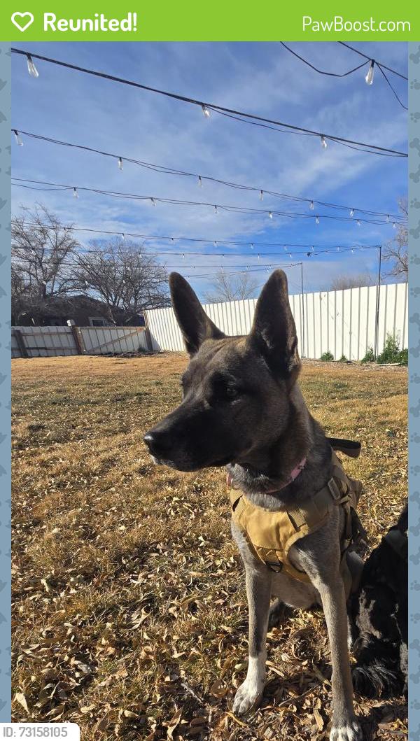 Reunited Female Dog last seen Broadway and Dan St (Nexus Brewery), Albuquerque, NM 87102