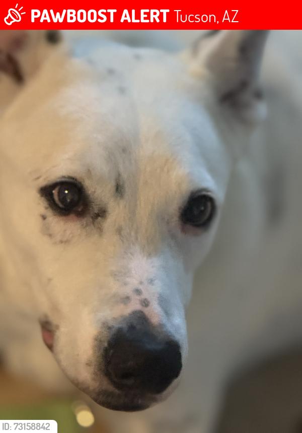 Lost Male Dog last seen Speedway in Bedford, Tucson, AZ 85719