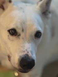 Lost Male Dog last seen Speedway in Bedford, Tucson, AZ 85719