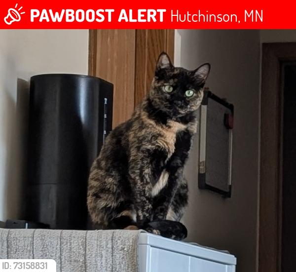 Lost Female Cat last seen Country Club Manor Hutchinson Minnesota, Hutchinson, MN 55350