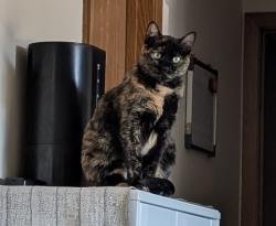 Lost Female Cat last seen Country Club Manor Hutchinson Minnesota, Hutchinson, MN 55350