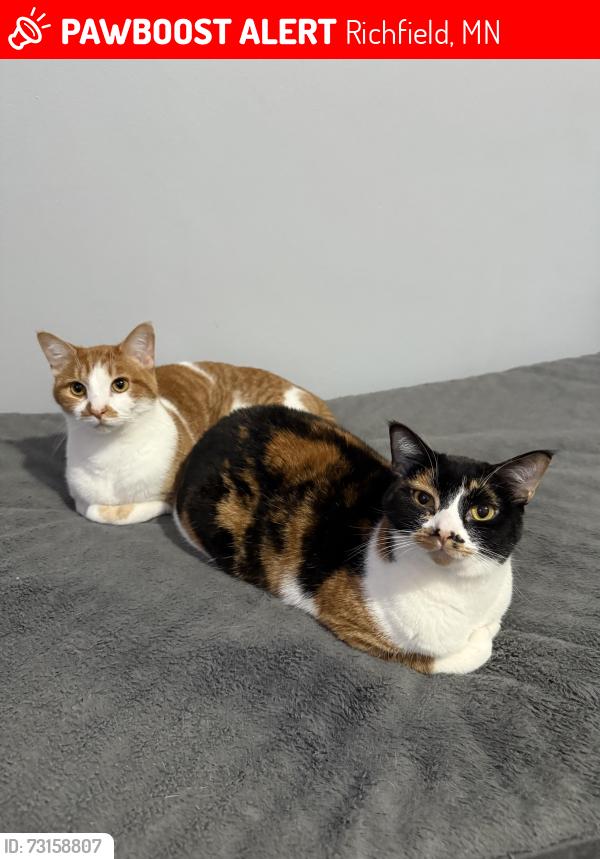 Lost Female Cat last seen Near W 66th St, Richfield, MN 55423, Richfield, MN 55423