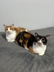 Lost Female Cat last seen Near W 66th St, Richfield, MN 55423, Richfield, MN 55423