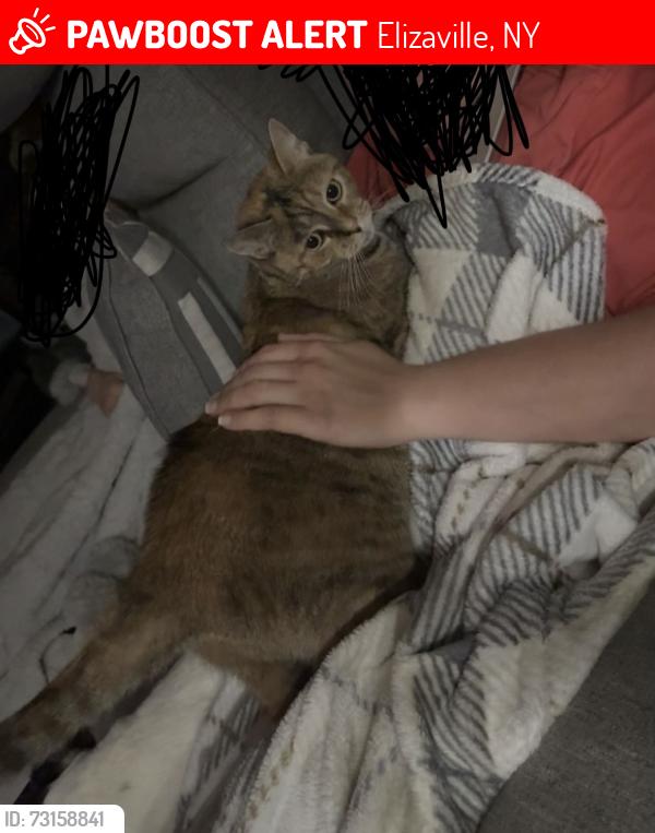 Lost Female Cat last seen Near the Elizaville fire hse, Elizaville, NY 12523