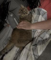 Lost Female Cat last seen Near the Elizaville fire hse, Elizaville, NY 12523