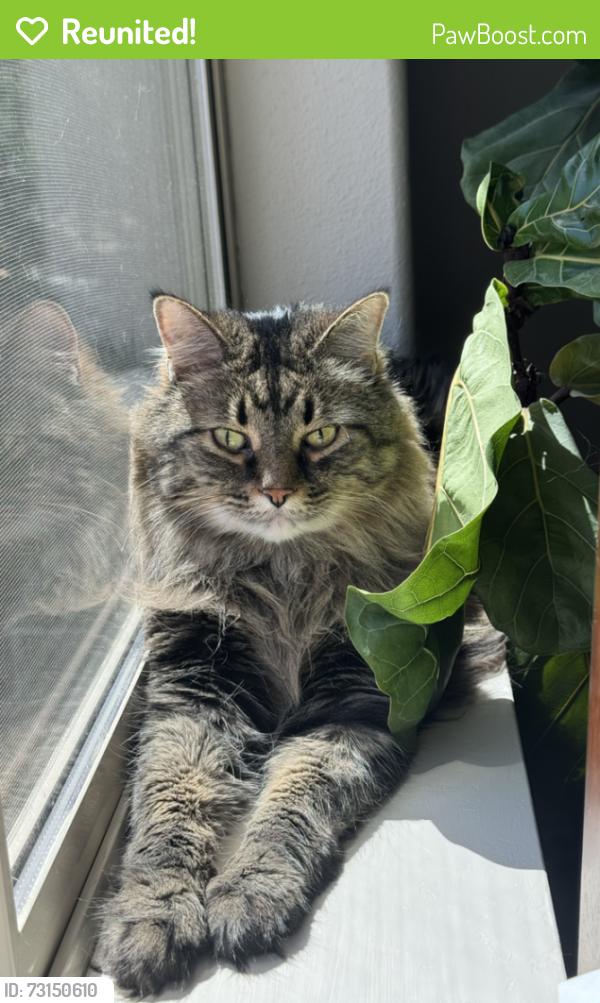 Reunited Female Cat last seen Green Ridge Ave. and Maple St. in Sisters, OR, Sisters, OR 97759