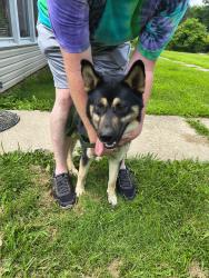 Reunited Male Dog last seen Near to pancake nursery, Rogers, OH 44455