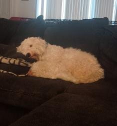 Found/Stray Unknown Dog last seen Greensboro recreation center, Greensboro, NC 27401