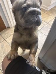 Found/Stray Male Dog last seen Near w crystal st, Chicago, IL 60651