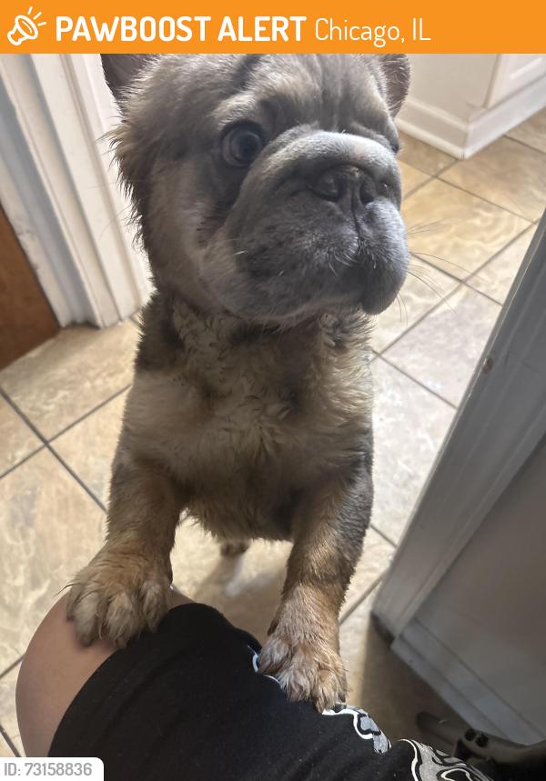 Found/Stray Male Dog last seen Near w crystal st, Chicago, IL 60651