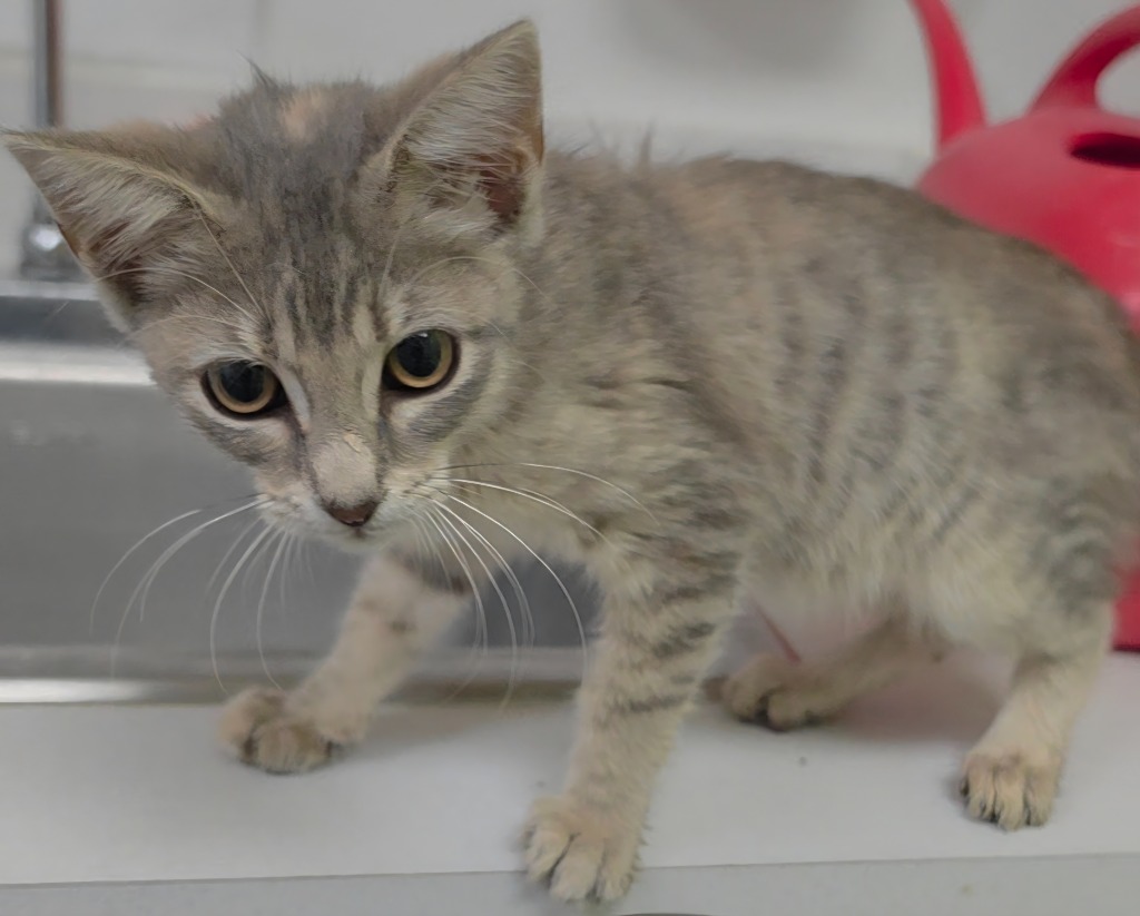 Shelter Stray Female Cat last seen Forest park, 8485 E Reno Ave, Midwest City, OK 73110, USA