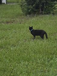 Found/Stray Unknown Cat last seen Belcher and sunset, Clearwater, FL 33765