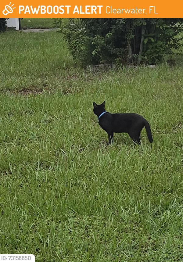 Found/Stray Unknown Cat last seen Belcher and sunset, Clearwater, FL 33765