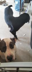 Lost Female Dog last seen Whiterock and abbottford, Rancho Cordova, CA 95670