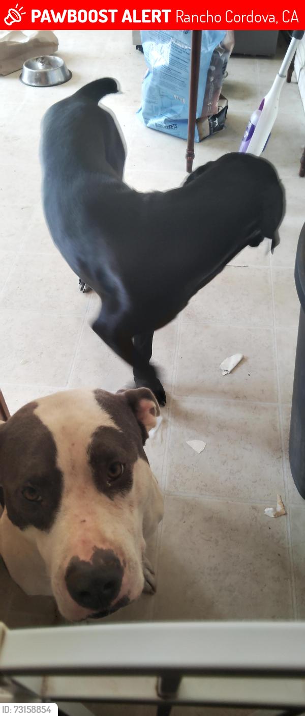 Lost Female Dog last seen Whiterock and abbottford, Rancho Cordova, CA 95670