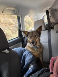 Reunited Female Dog last seen On highway 1, Monterey County, CA 93920
