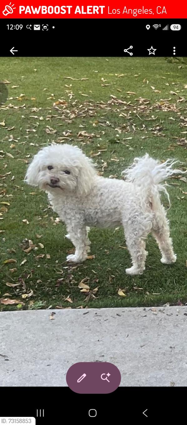 Lost Male Dog last seen Frederick st los Angeles Ca 90065, Los Angeles, CA 90065