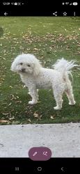 Lost Male Dog last seen Frederick st los Angeles Ca 90065, Los Angeles, CA 90065