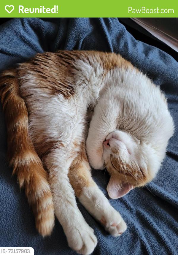 Reunited Male Cat last seen Alpine and twelfth, Grand Rapids, MI 49504