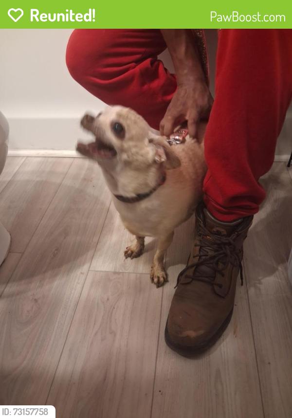Reunited Female Dog last seen cedartown hwy, Rome, GA 30161