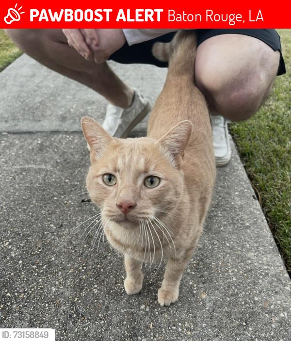Lost Male Cat last seen Essen lane near united plaza, Baton Rouge, LA 70809