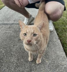Lost Male Cat last seen Essen lane near united plaza, Baton Rouge, LA 70809