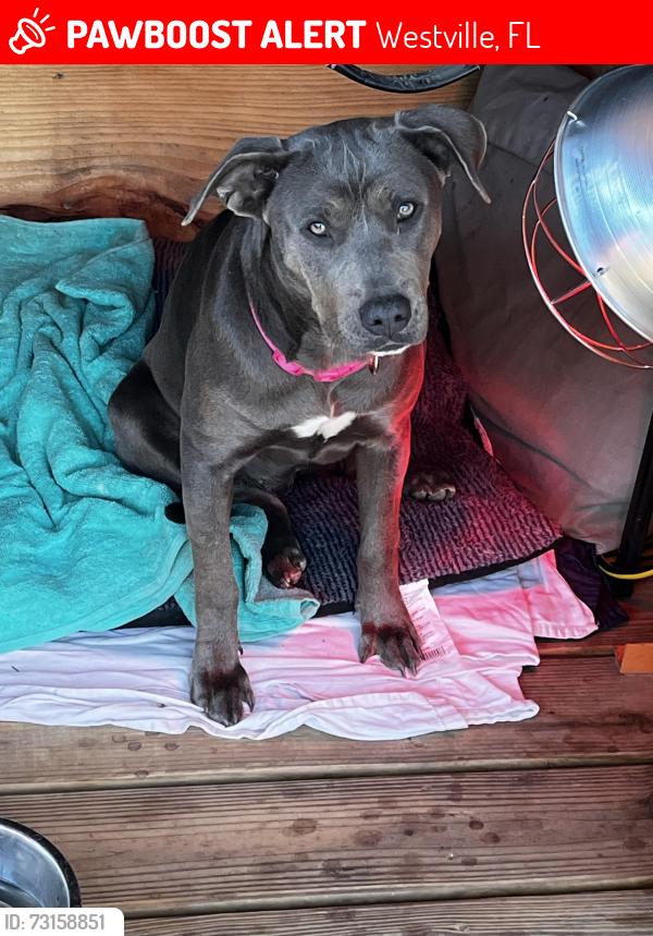 Lost Female Dog last seen North of Prosperity's four way and 81, Westville, FL 32464