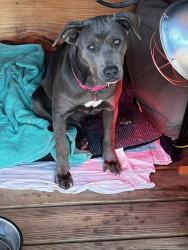 Lost Female Dog last seen North of Prosperity's four way and 81, Westville, FL 32464