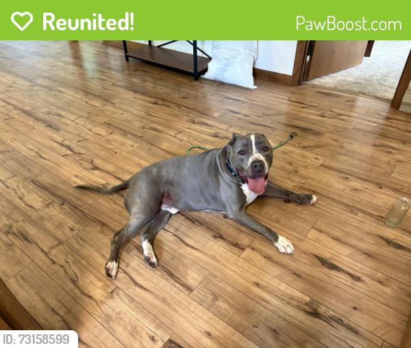 Reunited Male Dog last seen Maggie Valley library, Maggie Valley, NC 28751