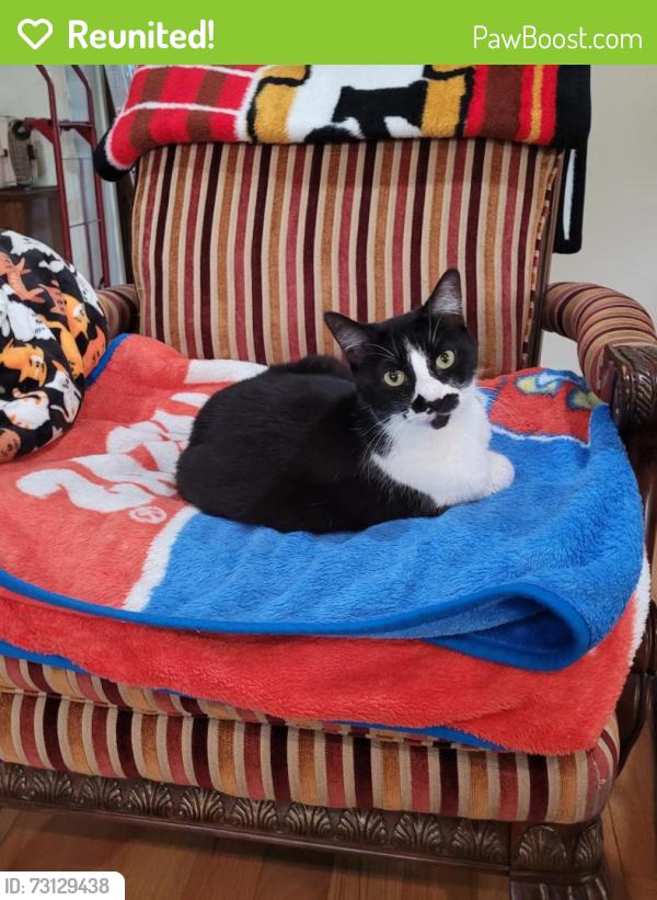 Reunited Female Cat last seen Oak Ridge Drive & Oakdale Drive (west of 75 just off of Legacy near golf course), Plano, TX 75025