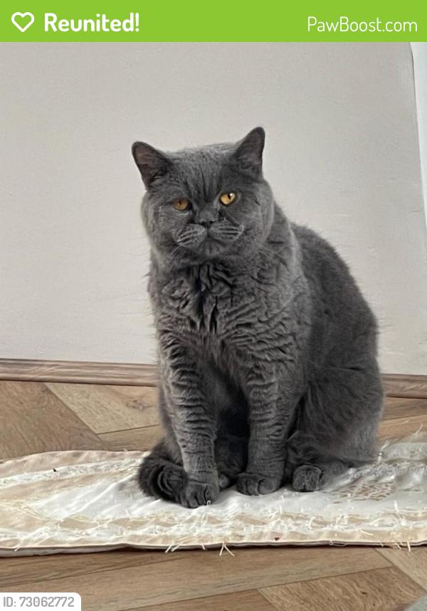 Reunited Male Cat last seen White bank road, Greater Manchester, England OL8 3JJ