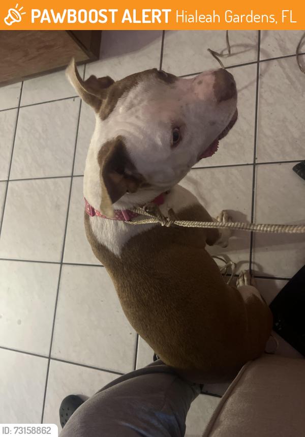 Found/Stray Female Dog last seen Near NW 119th St, Hialeah Gardens, FL 33018