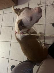 Found/Stray Female Dog last seen Near NW 119th St, Hialeah Gardens, FL 33018