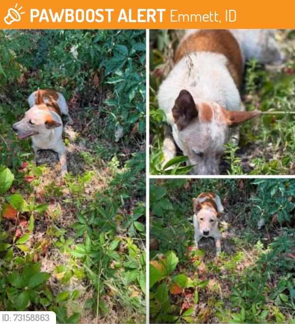 Found/Stray Female Dog last seen Commercial Street, Emmett, ID 83617