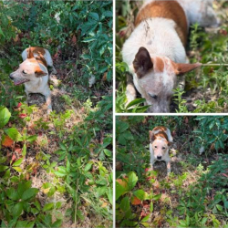 Found/Stray Female Dog last seen Commercial Street, Emmett, ID 83617