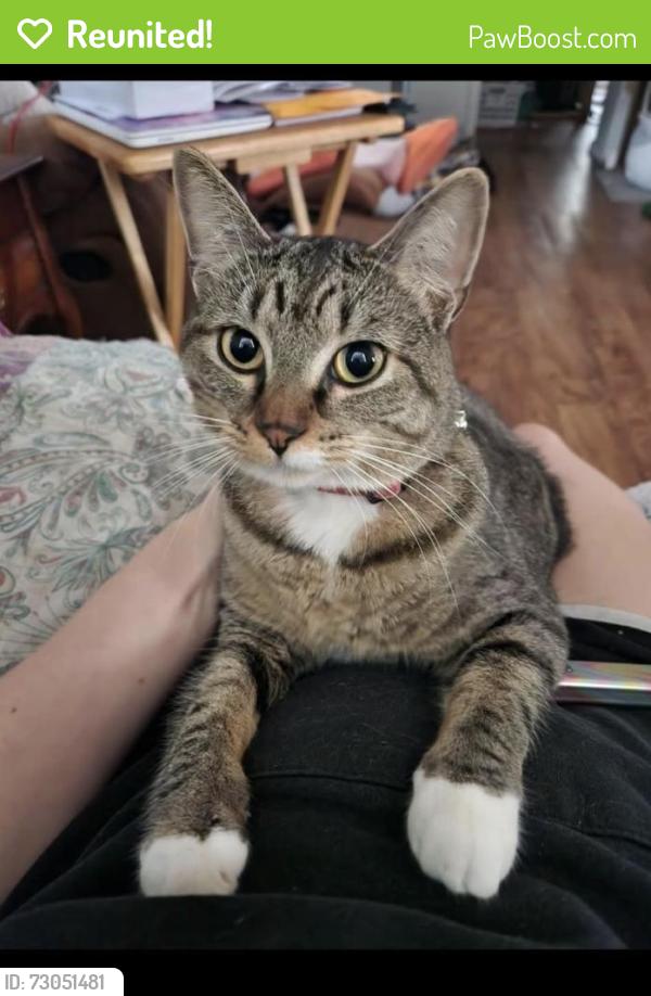 Reunited Female Cat last seen Rogero rd, Jacksonville, FL 32211
