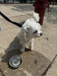 Reunited Female Dog last seen Near, Chicago, IL 60622