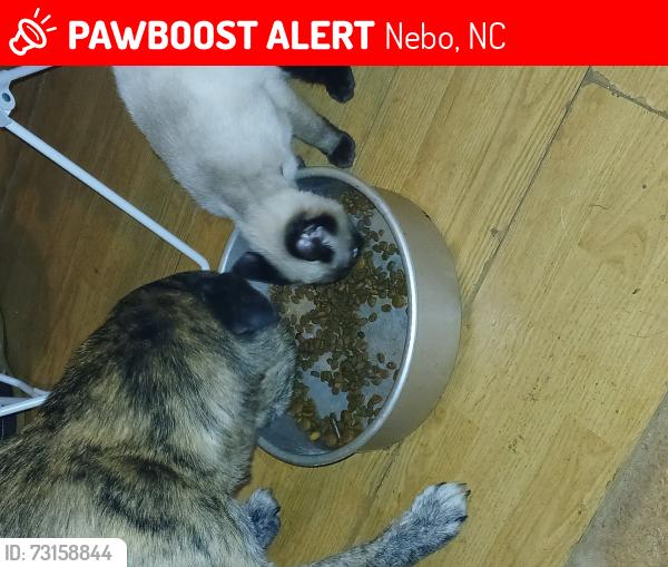 Lost Female Cat last seen Misty mtn rd & hwy 70, Nebo, NC 28761