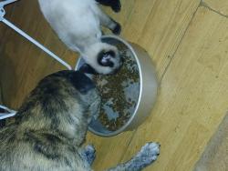 Lost Female Cat last seen Misty mtn rd & hwy 70, Nebo, NC 28761
