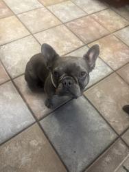 Reunited Female Dog last seen Near Valley View Ave, Whittier, CA 90604, USA, Whittier, CA 90604